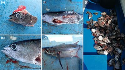 Understanding the Interactions Between Cetaceans and Other Megafauna With the Albacore Tuna Fishery: A Case Study From the Cyprus’ Pelagic Longline Fishery